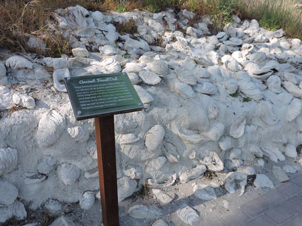 fossil beds Santa Margarita Ranch