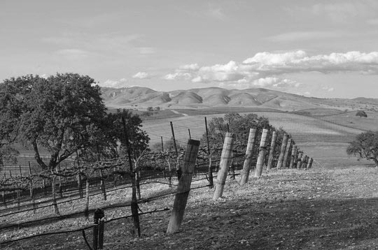 The vines at Hearst Ranch Winery. 