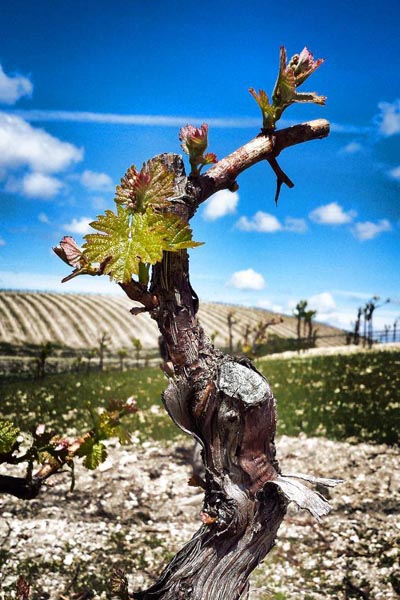 The beautiful old, gnarled vines of Rotta Winery's historic vineyard.