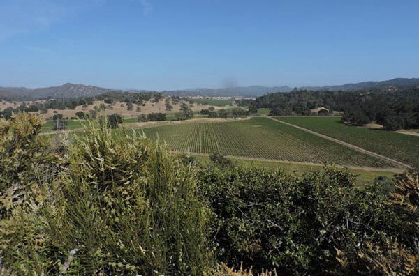 Santa Margarita Ranch Pinot Noir Vineyard